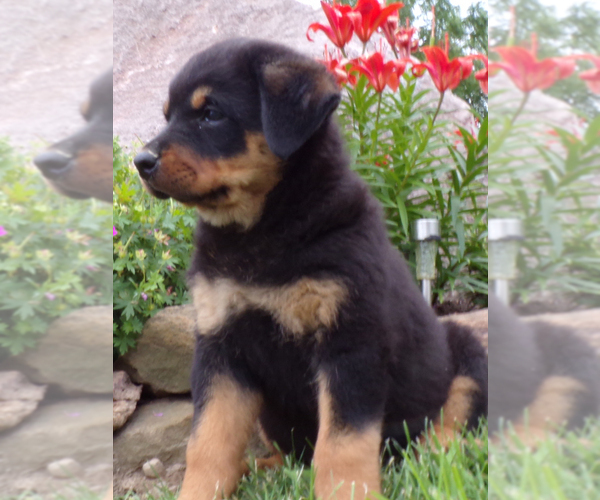 Medium Photo #4 Rottweiler Puppy For Sale in MILLERSBURG, OH, USA