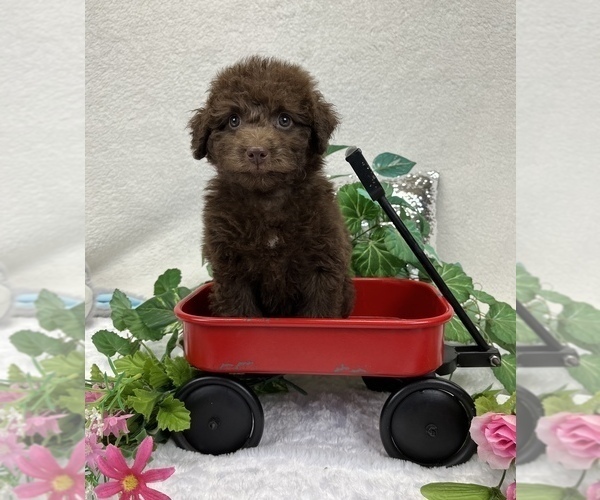 Medium Photo #1 Aussie-Poo-Aussiedoodle Miniature  Mix Puppy For Sale in BULLARD, TX, USA
