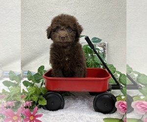 Aussie-Poo-Aussiedoodle Miniature  Mix Puppy for sale in BULLARD, TX, USA