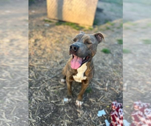 Medium Photo #3 Mutt Puppy For Sale in Hillsboro, NH, USA