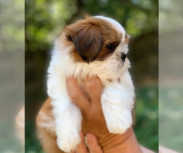 Medium Photo #5 Shih Tzu Puppy For Sale in BUFORD, GA, USA