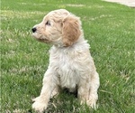 Small Photo #2 Goldendoodle Puppy For Sale in EDMOND, OK, USA
