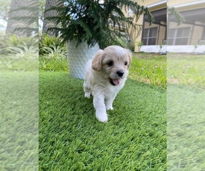 Maltipoo Puppy for sale in CLEARWATER, FL, USA