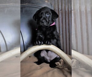 Labrador Retriever Puppy for sale in STROUD, OK, USA