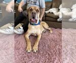 Small #8 Mastiff