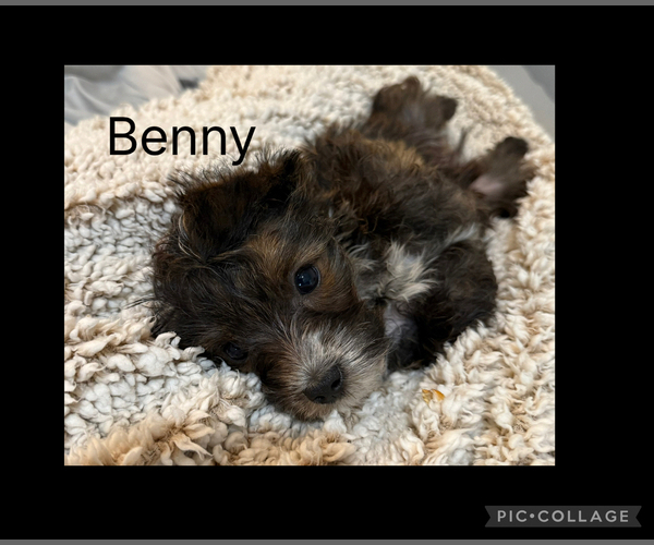 Medium Photo #2 Poodle (Toy)-Yorkshire Terrier Mix Puppy For Sale in BENNINGTON, IN, USA