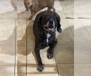 Sheba  [bonded to Bambi] - Female Mutt Dog for Adoption - Photo #16