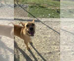 Orton - Male Mutt Dog for Adoption - Photo #2