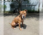 Small #2 American Pit Bull Terrier Mix