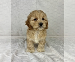 Cockapoo Puppy for sale in FRANKLIN, IN, USA