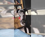 Small #3 Great Dane