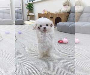 Maltese Puppy for sale in CLERMONT, FL, USA