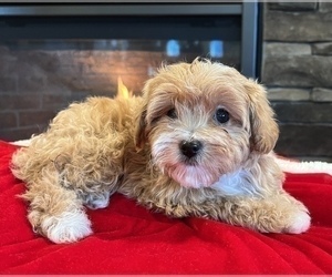 Cavapoo Puppy for sale in NOBLESVILLE, IN, USA