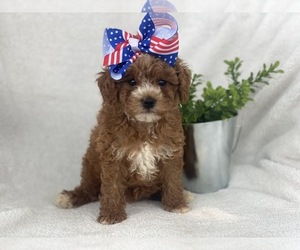 Cavapoo-Poodle (Miniature) Mix Puppy for sale in CEDAR LANE, PA, USA