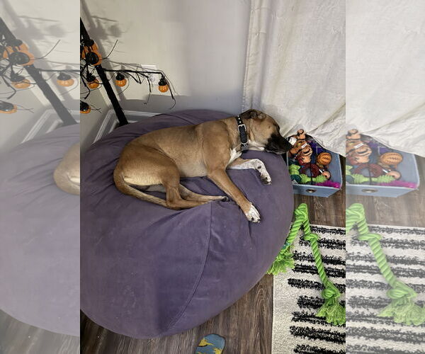 Medium Photo #7 Boxer-Unknown Mix Puppy For Sale in Holly Springs, NC, USA