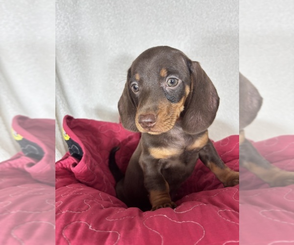 Medium Photo #7 Dachshund Puppy For Sale in GREENFIELD, IN, USA