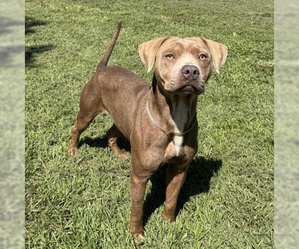 Medium Photo #2 American Pit Bull Terrier Puppy For Sale in Conroe, TX, USA