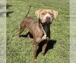 Small #1 American Pit Bull Terrier