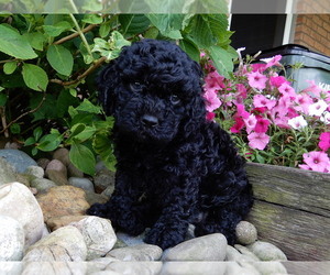 Miniature Labradoodle Puppy for sale in FREDERICKSBG, OH, USA