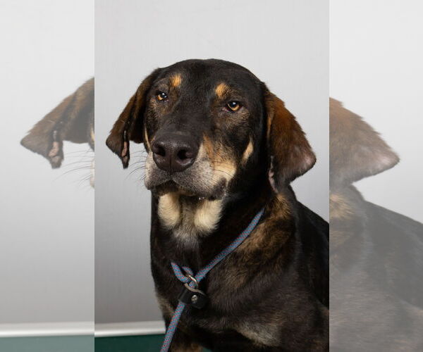 Medium Photo #1 Beagle-Unknown Mix Puppy For Sale in Frenchburg, KY, USA