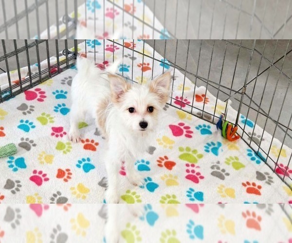 Medium Photo #6 Papitese Puppy For Sale in ORO VALLEY, AZ, USA