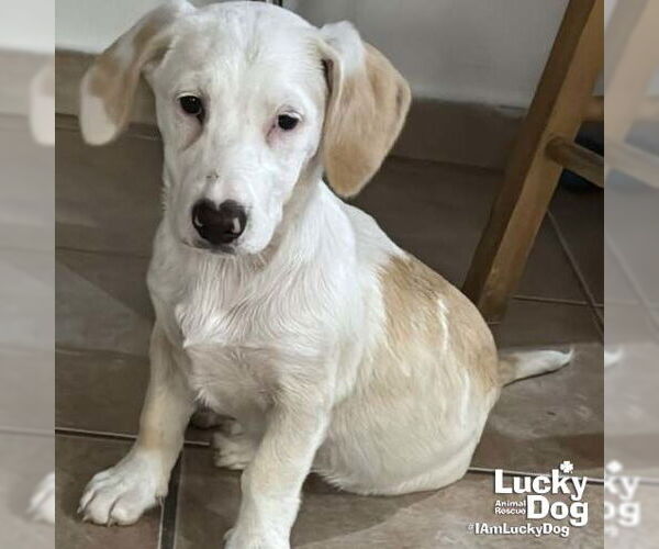 Medium Photo #5 Basset Hound-Unknown Mix Puppy For Sale in Washington, DC, USA