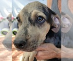 Small Photo #4 Catahoula Bulldog Puppy For Sale in MIAMI BEACH, FL, USA