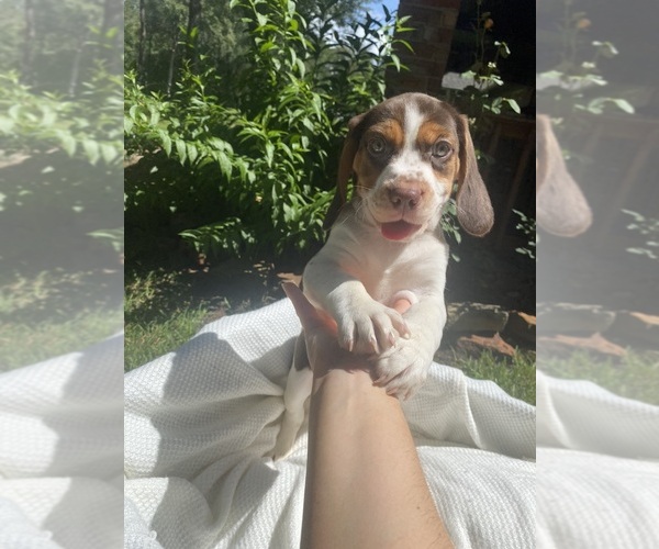 Medium Photo #5 Beagle Puppy For Sale in CONROE, TX, USA