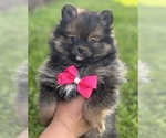 Small #3 Pomeranian