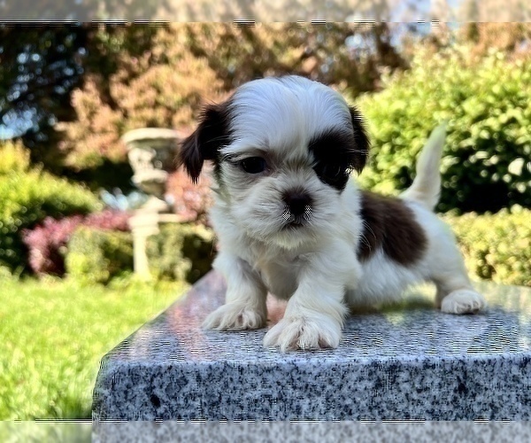 Medium Photo #24 Shih Tzu Puppy For Sale in HAYWARD, CA, USA