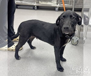 Labrador Retriever-Unknown Mix Dogs for adoption in Washington, DC, USA