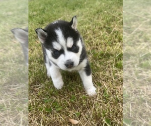 Siberian Husky Puppy for sale in PEORIA, IL, USA