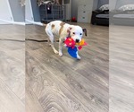 Small #1 American Pit Bull Terrier-American Staffordshire Terrier Mix
