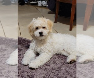 Lhasa-Poo Puppy for Sale in PHOENIX, Arizona USA