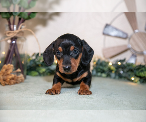 Medium Photo #6 Dachshund Puppy For Sale in NAPPANEE, IN, USA
