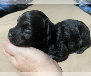 Schnoodle (Miniature) Puppy for sale in WEWAHITCHKA, FL, USA