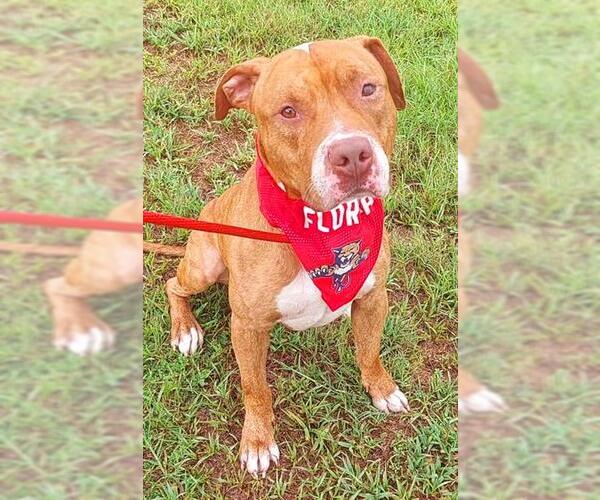 Medium Photo #2 American Staffordshire Terrier Puppy For Sale in Fort Lauderdale, FL, USA