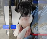 Small Photo #2 American Bulldog-Unknown Mix Puppy For Sale in Foristell, MO, USA