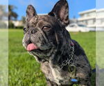 Small Photo #19 French Bulldog-Unknown Mix Puppy For Sale in Lake Forest, CA, USA