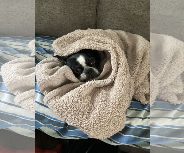 Medium Photo #5 Boston Terrier Puppy For Sale in Rootstown, OH, USA