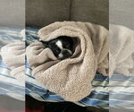 Small #4 Boston Terrier