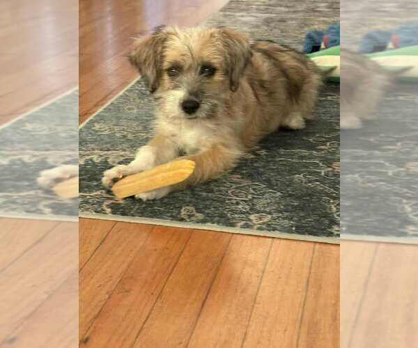 Medium Photo #4 Cairn Terrier-Unknown Mix Puppy For Sale in San Diego, CA, USA