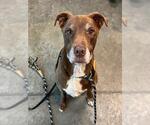 Small Labrador Retriever Mix