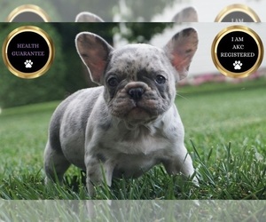 French Bulldog Litter for sale in WARSAW, IN, USA