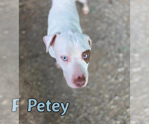Medium Photo #4 Mutt Puppy For Sale in Port Clinton, OH, USA