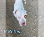 Small #3 Mutt