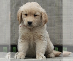 Golden Retriever Puppy for sale in FREDERICKSBURG, OH, USA