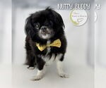 Small #1 Pekingese