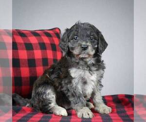 Goldendoodle-Poodle (Miniature) Mix Puppy for sale in DALTON, OH, USA