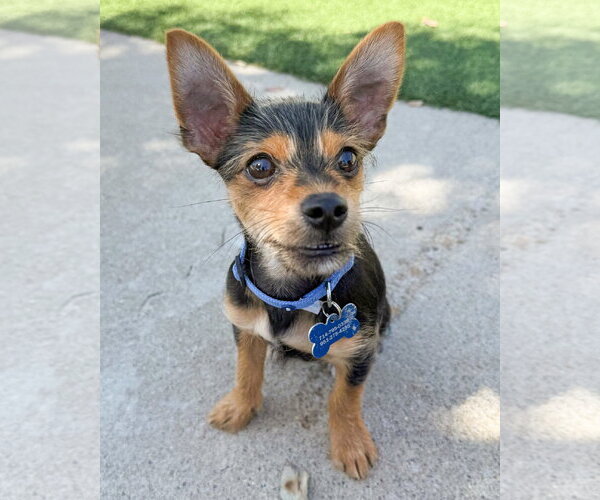 Medium Photo #7 Chihuahua-Unknown Mix Puppy For Sale in Corona, CA, USA